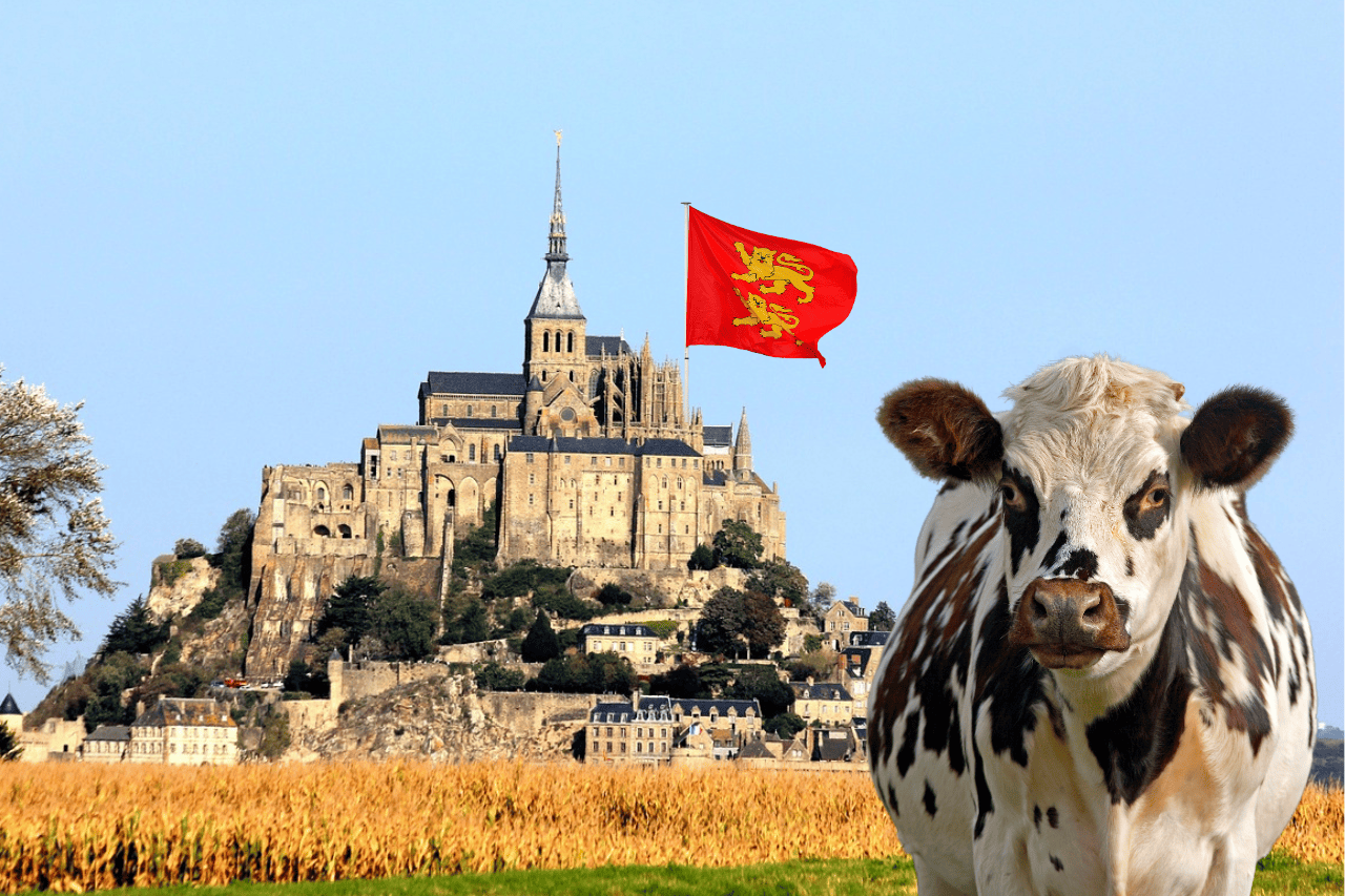 Photo du Mont Saint-Michel avec une vache normande